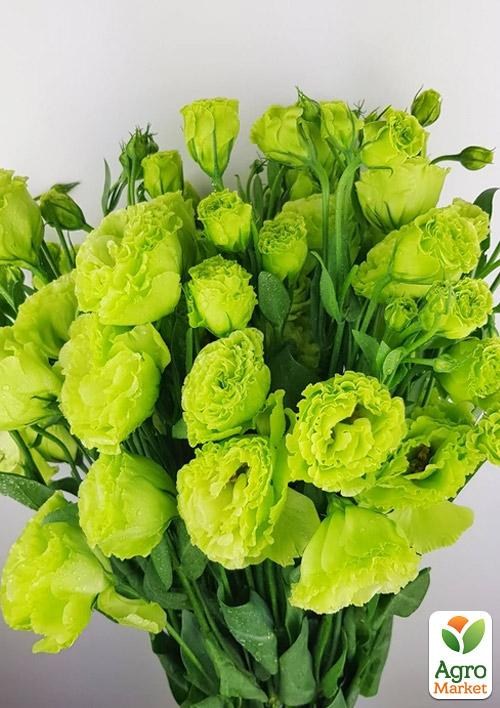 Эустома махровая "Mariachi Lime Green" укорененная в контейнере Р9 - фото 2