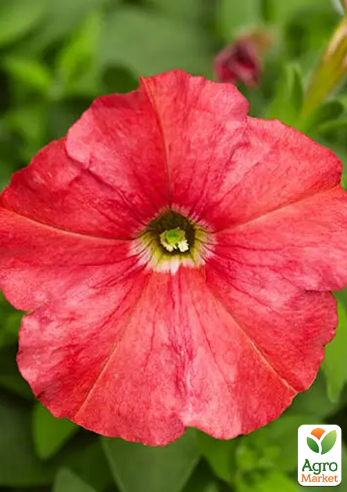 Петуния "Лососевая" (Зипер) ТМ "Весна" 1г - фото 3