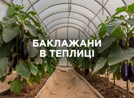 Вирощуємо баклажани в теплиці: від насіння до врожаю