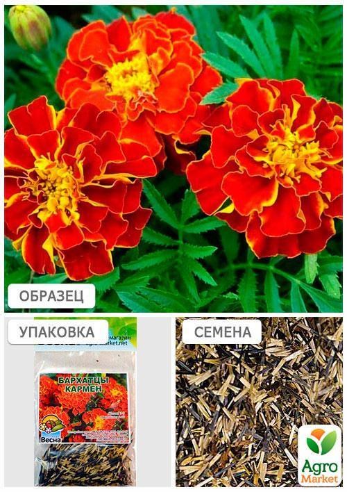 Бархатцы "Кармен" (Зипер) ТМ "Весна" 1г - фото 4