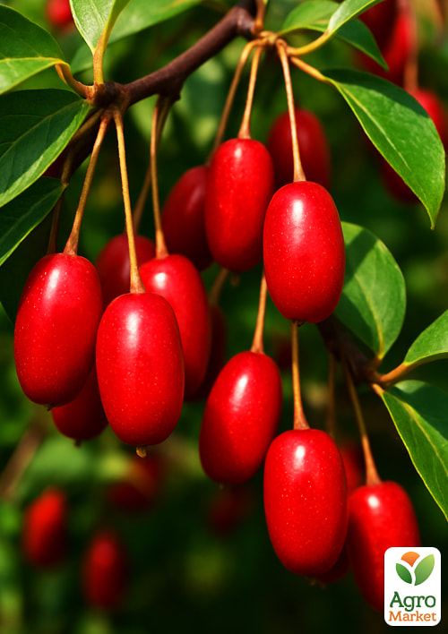 Гумі сріблястий "Крильон" - фото 5