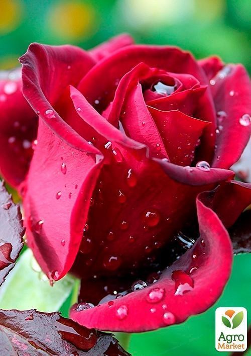 Роза чайно-гибридная "Бургунд" Суперцена!