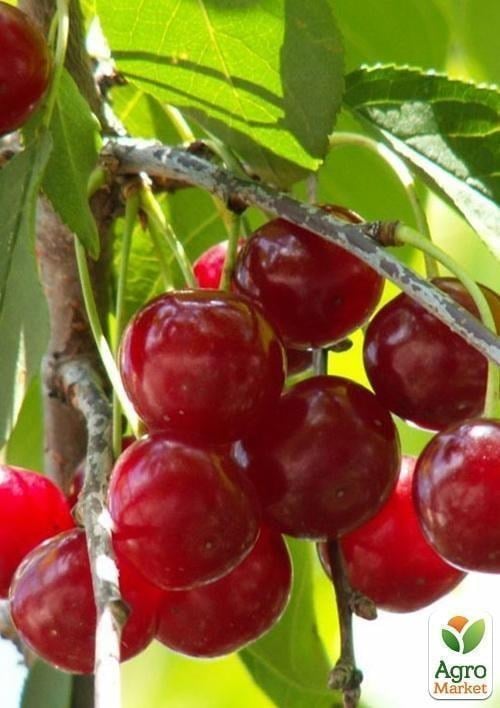 Вишня "Мелітопольська десертна" (літній сорт, ранній термін дозрівання) - фото 2