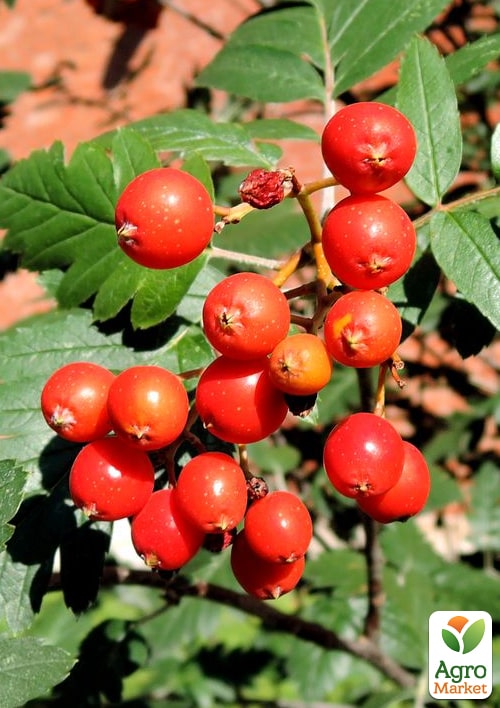 Рябина гибридная в контейнере (Sorbus quercifolia) - фото 5