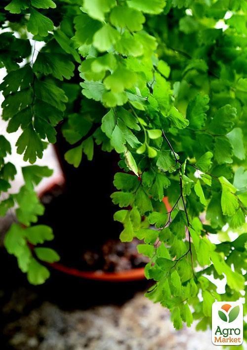 Адиантум Фрагранс "Adiantum Fragrans" дм 13 см вис. 35 см