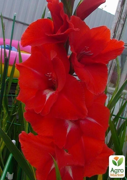 Гладіолус "Traderhorn" 3шт - фото 3