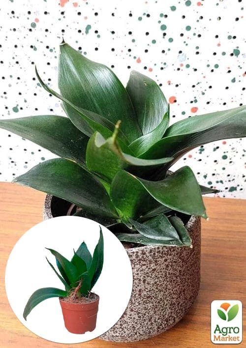 LMTD Сансевієрія "Black Jade" висота рослини 15-25см