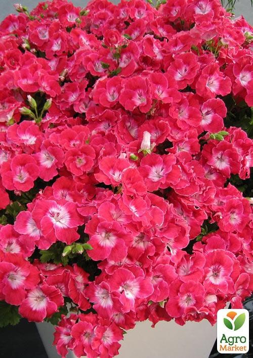 Пеларгонія Королівська Bermuda "Cherry"