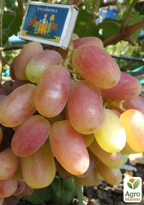 Виноград "Магістр" - фото 5