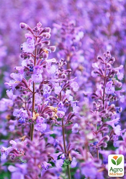 Змееголовник "Лимонный аромат" ТМ "Весна" 0.5г - фото 2