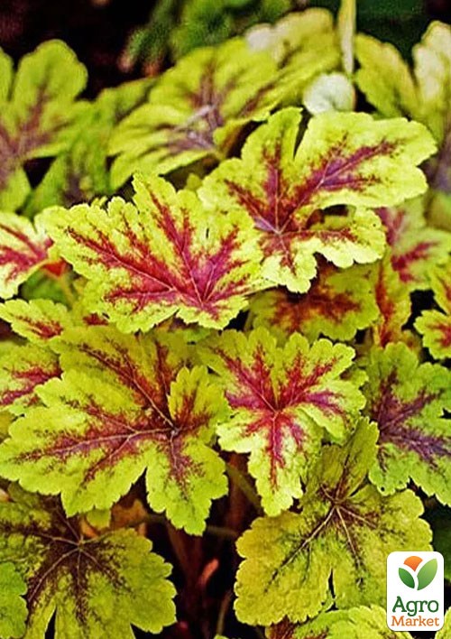 Гейхерелла (Heucherella) "Alabama Sunrise" С1 (высота 15-30см) - фото 3