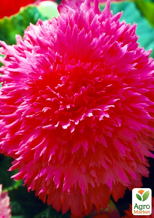 Бегонія "Фімбріата рожева" 1шт