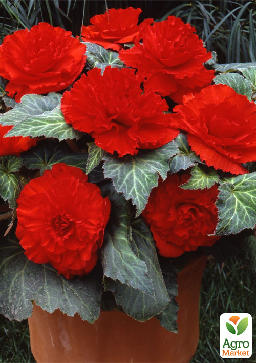 Бегония "Америгибрид гофрированная F1 красная" ТМ "Vesna Select" 5шт - фото 3