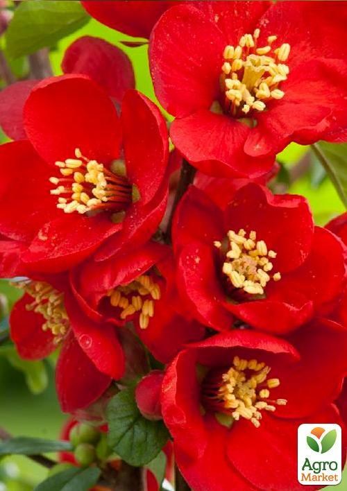 Хеномелес (айва японская) "Crimson and Gold"