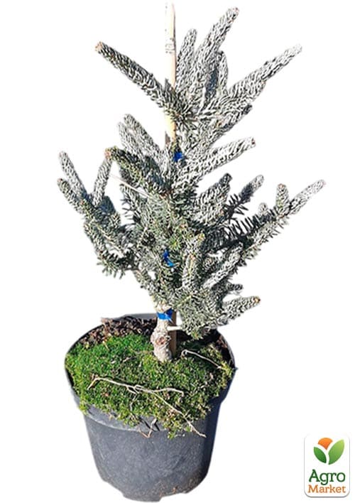 Пихта корейская "Silberlocke" С7.5, высота 30-40см - фото 4