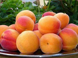 Успешная техника выращивания капризных абрикосов