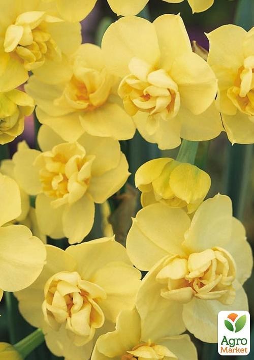 Нарцис "Yellow Cheerfulness" 2шт в упаковці