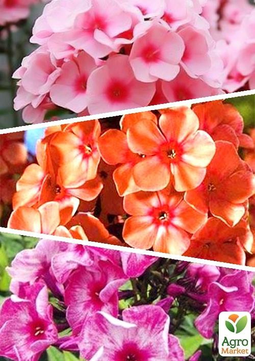 Флокс, микс из 3-х сортов "Вера" (Believe) 3шт в комплекте