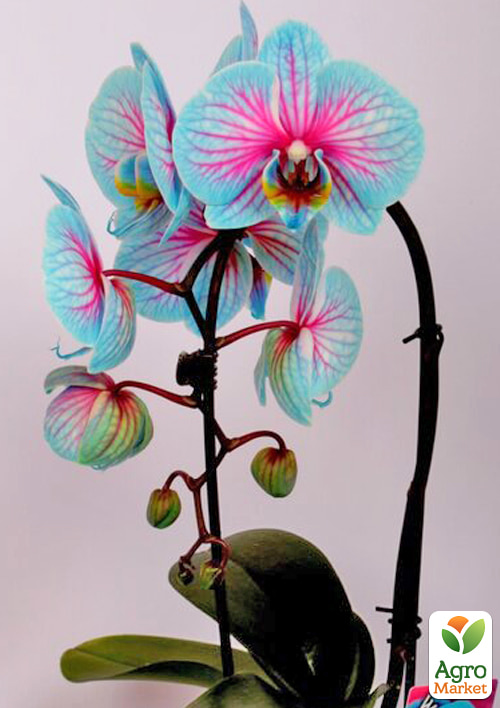Орхідея (Phalaenopsis) "Cascade Wonder Blue" висота 45-55см