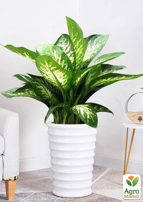 Дифенбахія (Dieffenbachia) "Tropic Snow" висота 40-60см