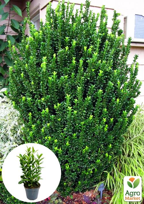 Бересклет Японский "Green Spire"