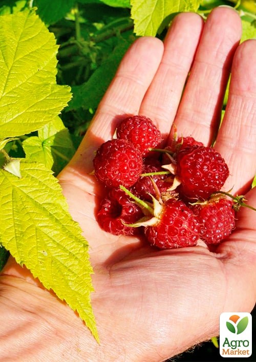 Малина патио (низкорослая) "Груви" (Rubus idaeus "Groovy"), вазон П12