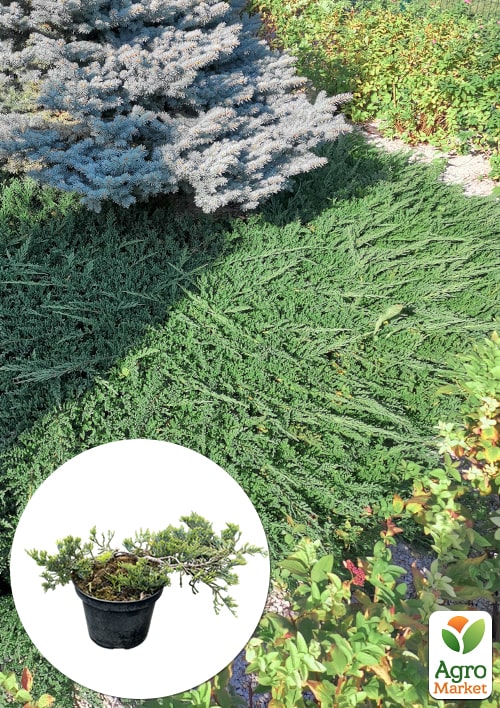 Можжевельник горизонтальный "Jade River" C2, диаметр 30-40см