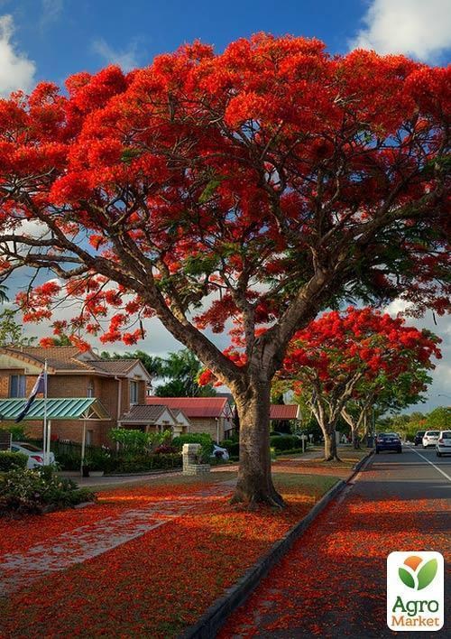 Делоникс королевский "Огненный Зонтик" - фото 2