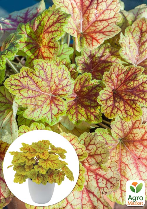 Гейхера (Heuchera) "Electra" 