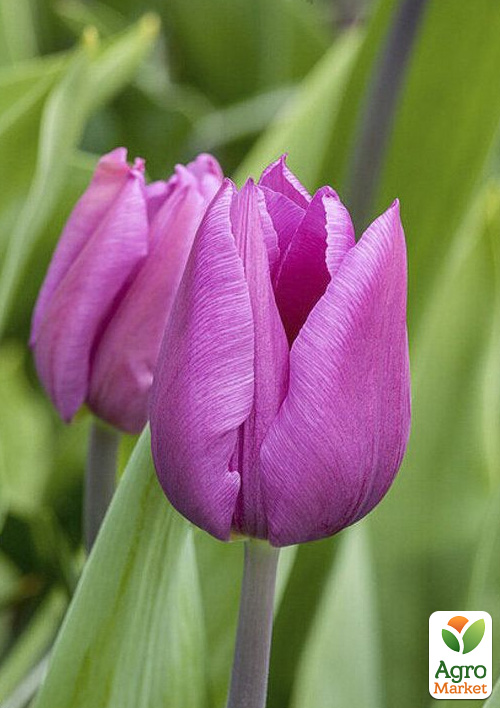 Тюльпан "Blue Beauty" 