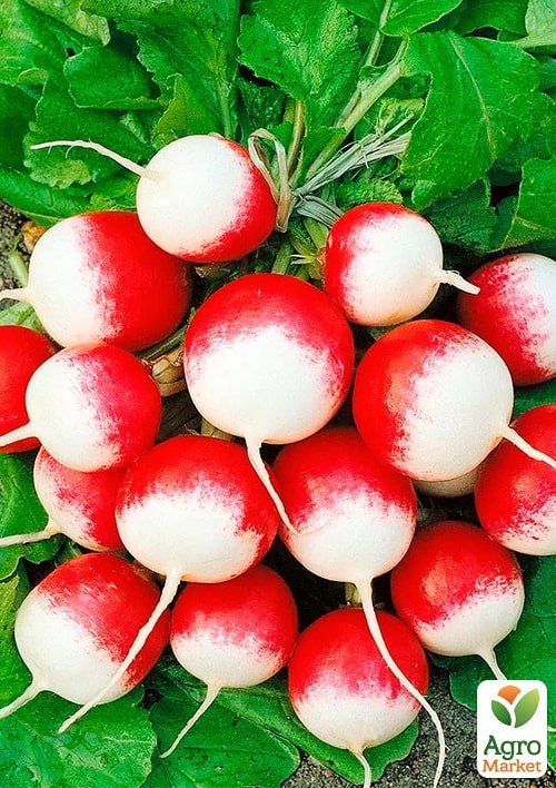 Редис "Николь" (в банке) ТМ "Весна Органик" 20г