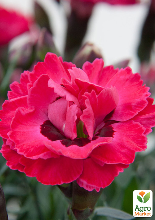 Гвоздика Махровая "Early Love" (контейнер Ø12)