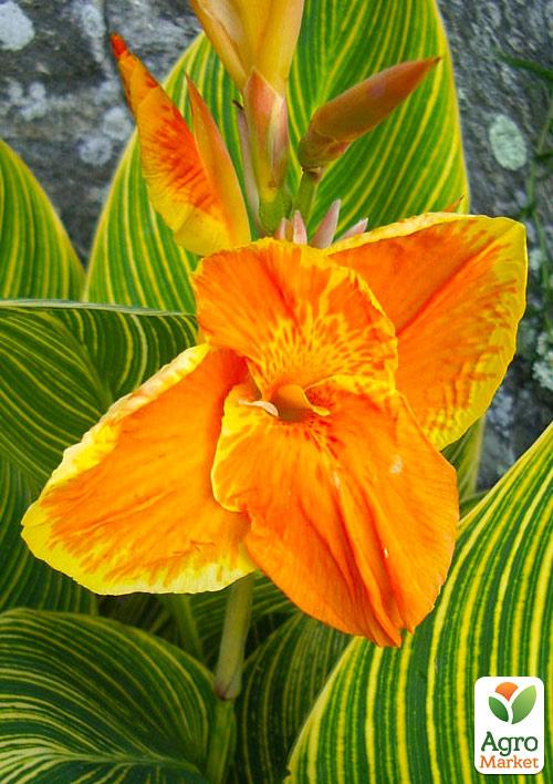 Канна Пестролистная"Gold Ader" 