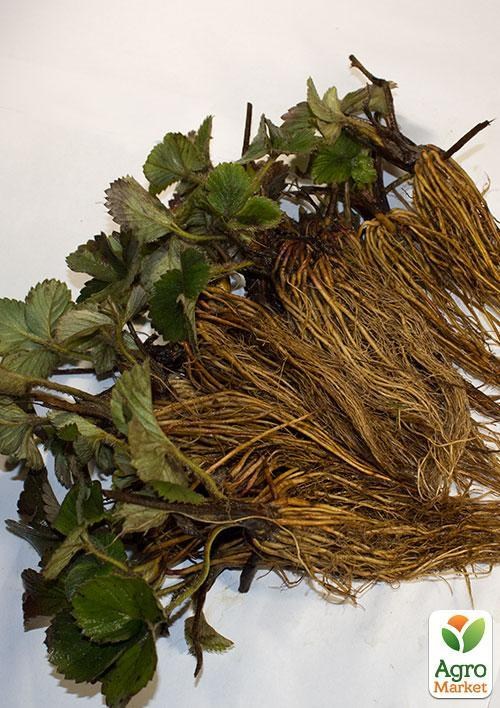 Земклубника "Купчиха" 5шт (раннего срока созревания, сорт устойчив к болезням) - фото 5