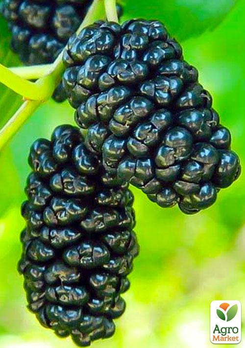 Шовковиця "Чорна перлина" (літній сорт, середній термін дозрівання)