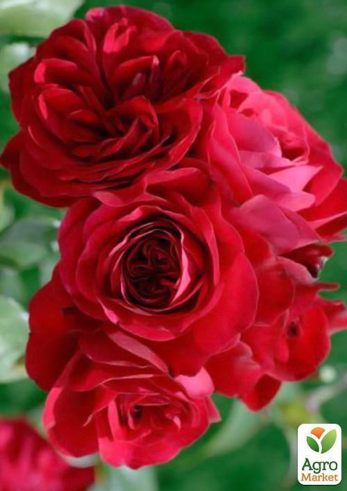 Роза плетистая "Нахеглут" (саженец класса АА+) высший сорт - фото 4