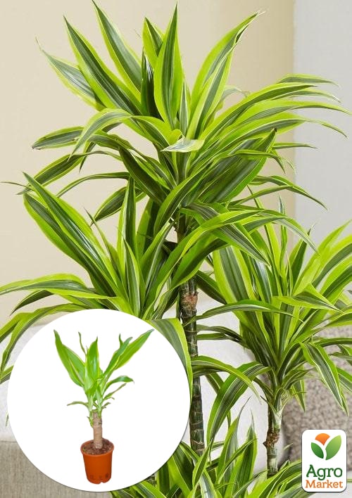Драцена "Fragrans"
