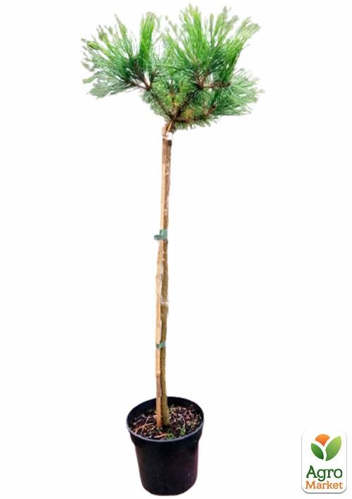 Сосна на штамбе "Low Glow" С3, высота от 30-50см - фото 2