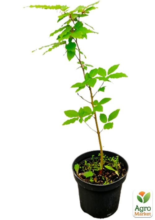 Бук європейський (Fagus sylvatica) С2 висота 40-50см - фото 3