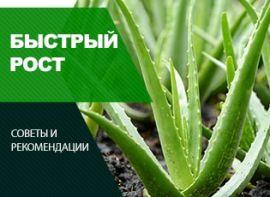 Стимулятори росту рослин своїми руками - корисні статті про садівництво від Agro-Market