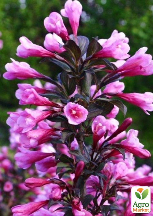 Вейгела "Nana Purpurea" (Краснолиста) - фото 5