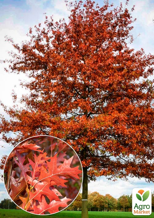 Дуб испанский "Quercus palustris" (вазон Р9)