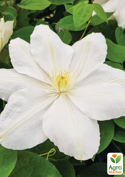 Клематис "Mevrouw Le Coultre"