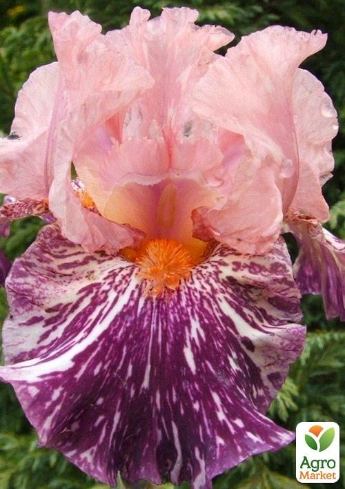 Ірис бородатий крупноквітковий "Anaconda Love"