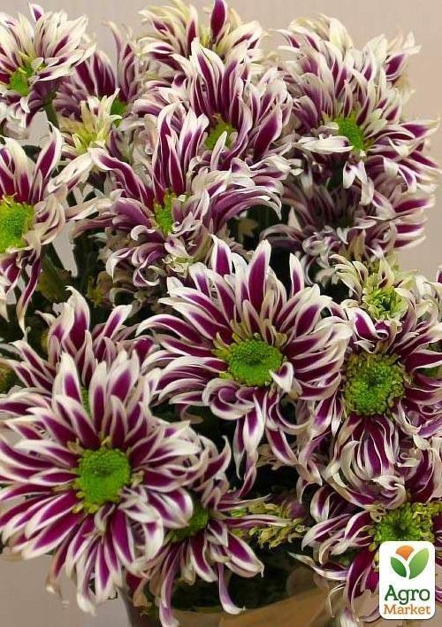 Хризантема кущова "Saba Dark" - фото 3