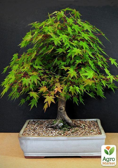 Клен японский зеленый "Самурай" ТМ "Vesna Exclusive" 3шт - фото 2