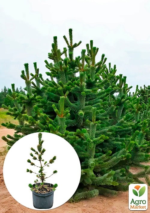 Сосна остиста "Aristata" С10, висота 70-90см