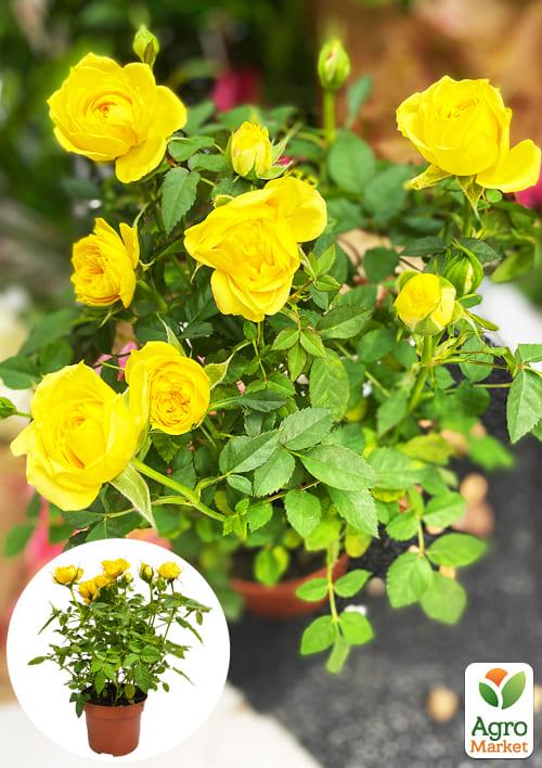 Роза Мініатюрна (кімнатна) "Baby Golden Star" (Нідерланди)