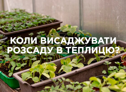 Як обрати час для висадки розсади в теплицю?