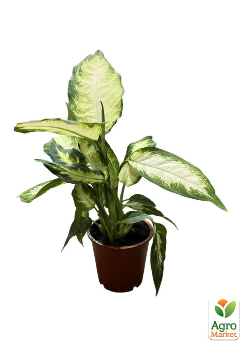 Дифенбахія (Dieffenbachia) "Camilla" висота 30-50см - фото 7